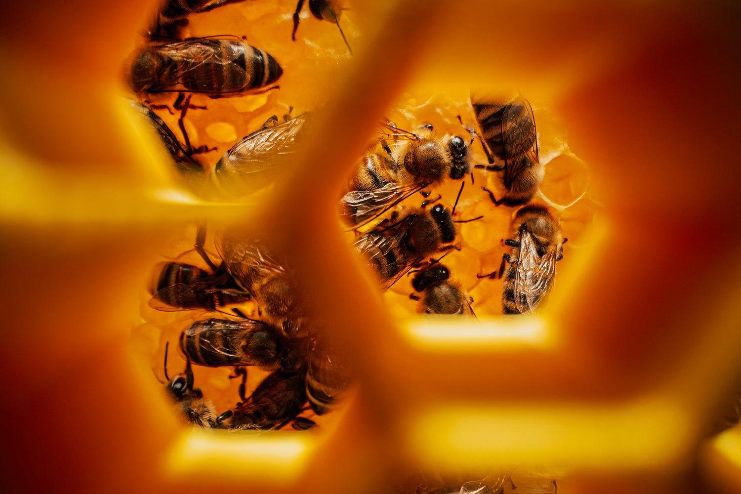 Journée mondiale des abeilles : pourquoi nous n'utilisons pas de miel dans nos produits